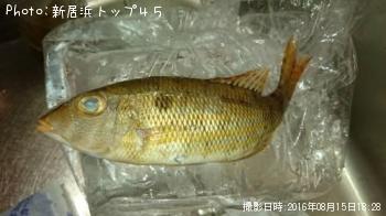 �ե��ե�����