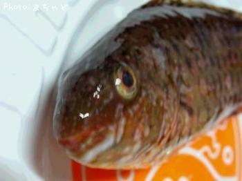 ¥¢¡¼¥¬¥¤¡Ú¥Ò¥Ö¥À¥¤¡Û