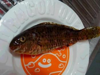 ¥¢¡¼¥¬¥¤¡Ú¥Ò¥Ö¥À¥¤¡Û