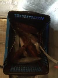 ���󥵥�����