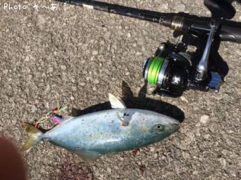 ¥¤¥Ê¥À¡Ê¥½¥Ã¥³¡Ë