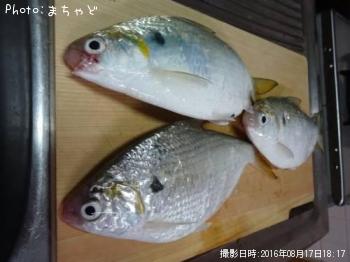 ��������ڥ�奦���奦�ɥ�������