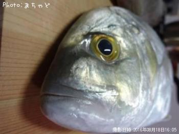 ¥¯¥Á¥Ì¥¤¥Ì¡Ú¥ß¥Ê¥ß¥Þ¥´¥Á¡Û