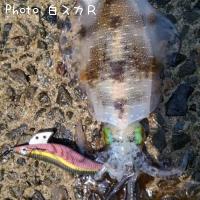 ¥¢¥ª¥ê¥¤¥«