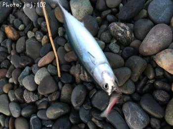 �ޥ륽����