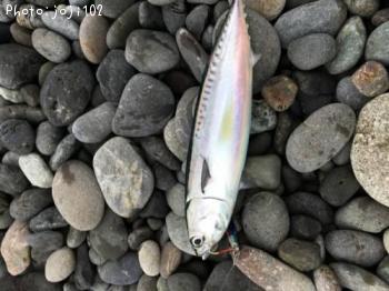 ¥Þ¥ë¥½¡¼¥À