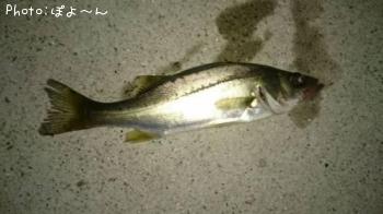 ¥·¡¼¥Ð¥¹¡Ê¾Ð¡Ë