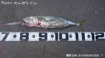 ¥µ¥Ð