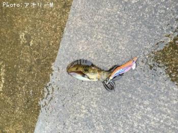 �����ꥤ��