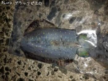 �����ꥤ��