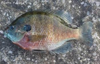 �֥롼����