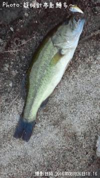 �֥�å��Х�