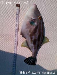 ¥¦¥Þ¥º¥é¥Ï¥®