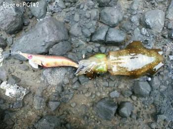 �����ꥤ��