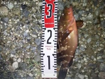 �����ϥ�