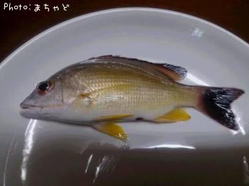 ¥¹¥Ó¥¤¥Ê¥¯¡¼¡Ú¥ª¥¥Õ¥¨¥À¥¤¡Û