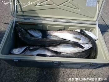¥·¡¼¥Ð¥¹