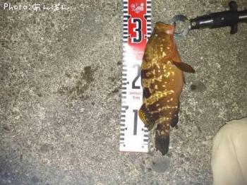 �����ϥ�