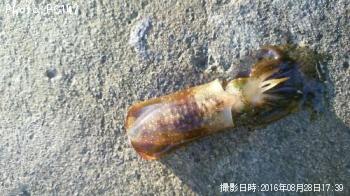 ¥¢¥ª¥ê¥¤¥«