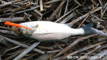 �����Х�