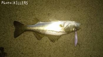 �����Х�