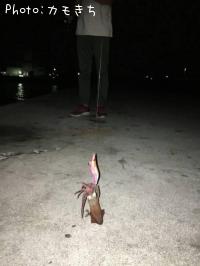 ¥±¥ó¥µ¥¥¤¥«