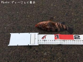 �����ϥ�