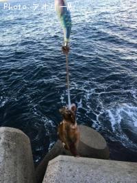 ¥¢¥ª¥ê¥¤¥«