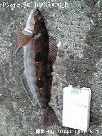 �����ʥ�