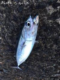 �ޥ륽����