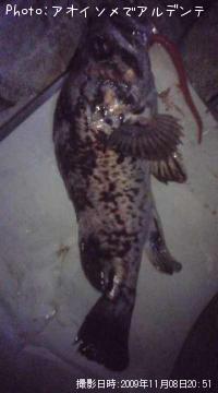 ¥Ù¥Ã¥³¥¦¥¾¥¤