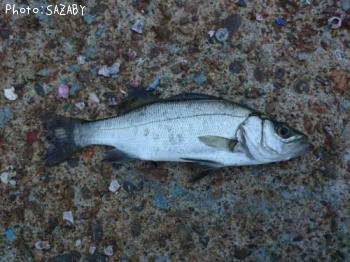 �����Х�