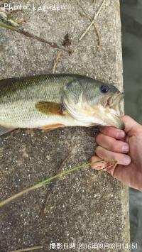 ¥Ö¥é¥Ã¥¯¥Ð¥¹