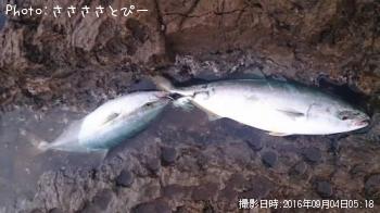 �參��������