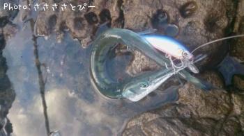 �參��������