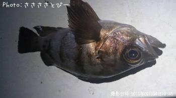 �����Х�����Х�