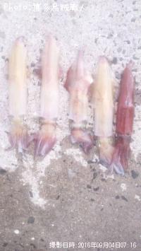 ���󥵥������������ꥤ�������