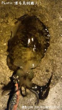 ���󥵥������������ꥤ�������