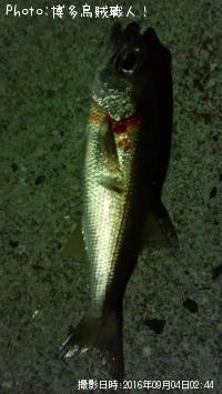 ���󥵥������������ꥤ�������