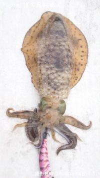 �����ꥤ��