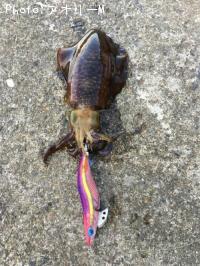 ¥¢¥ª¥ê¥¤¥«