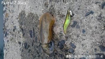 �����ꥤ��