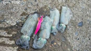 �����ꥤ��