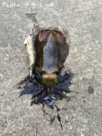 �����ꥤ��