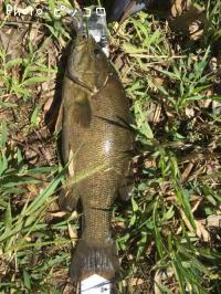 ¥¹¥â¡¼¥ë¥Þ¥¦¥¹¥Ð¥¹