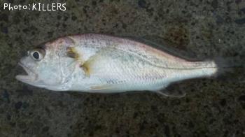 ¥¤¥·¥â¥Á¡©