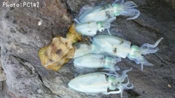 ¥¢¥ª¥ê¥¤¥«