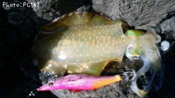 ¥¢¥ª¥ê¥¤¥«