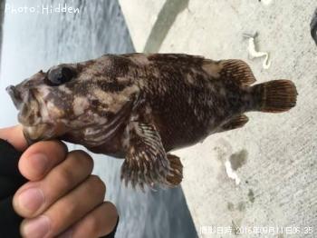 ���������饽��