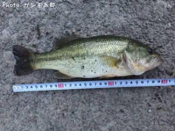 �֥�å��Х�